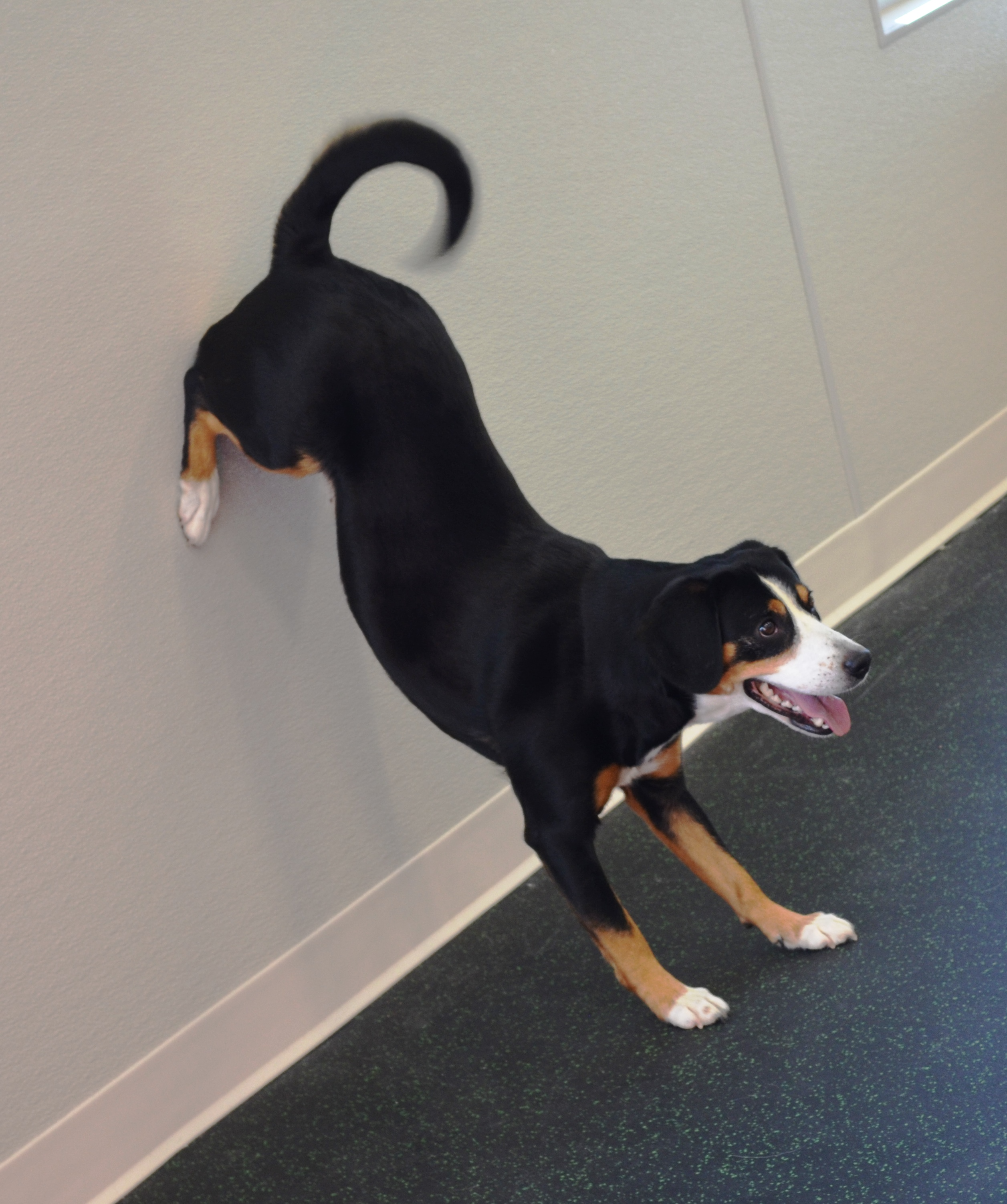 Xella Rears Up Wall 1